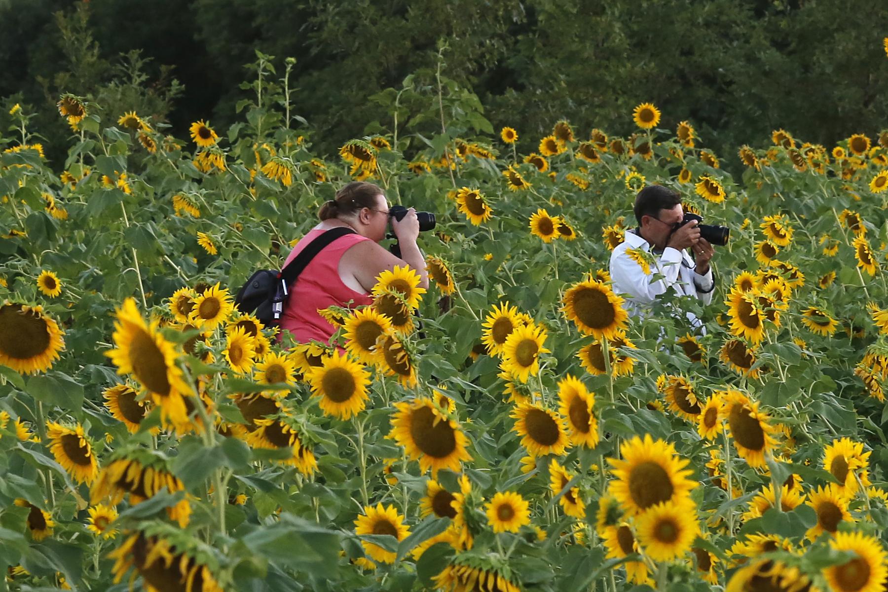 Sunflower Shoot